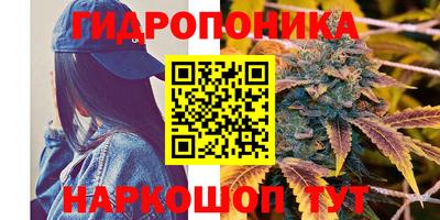 стаф Шелехов
